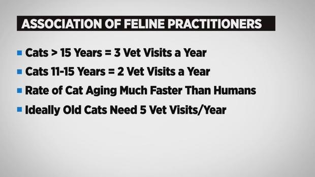 cbs3-pet-project-association-of-feline-practitioners-recommend-regular-vet-visits.jpg 