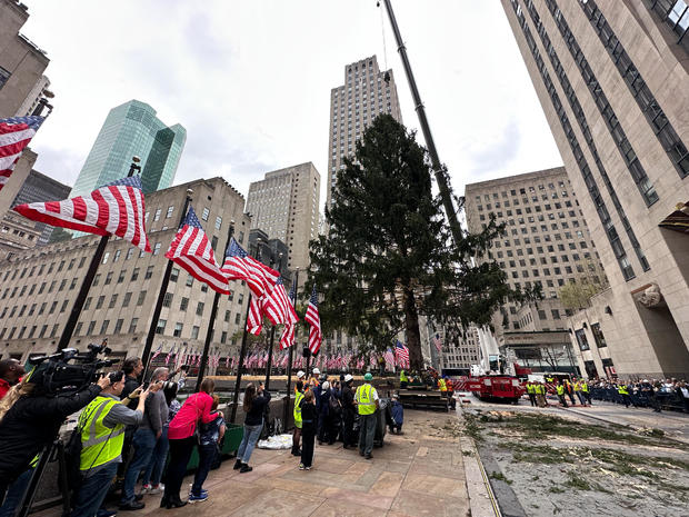 Rockefeller Center Christmas tree lifted into place in New York City 