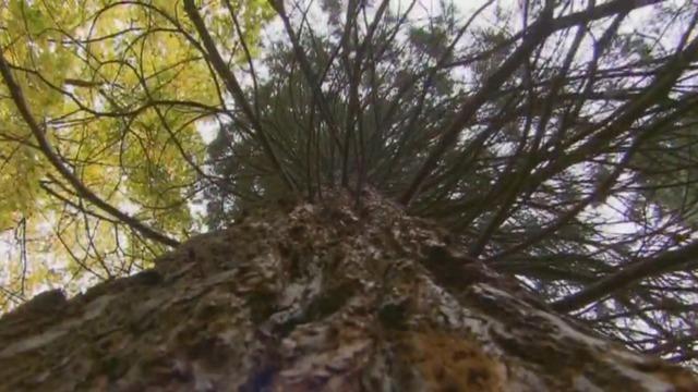 cbsn-fusion-scientists-fight-climate-change-by-cloning-redwoods-and-sequoias-thumbnail-1463079-640x360.jpg 