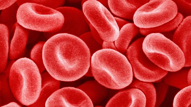 Human Red blood cells 