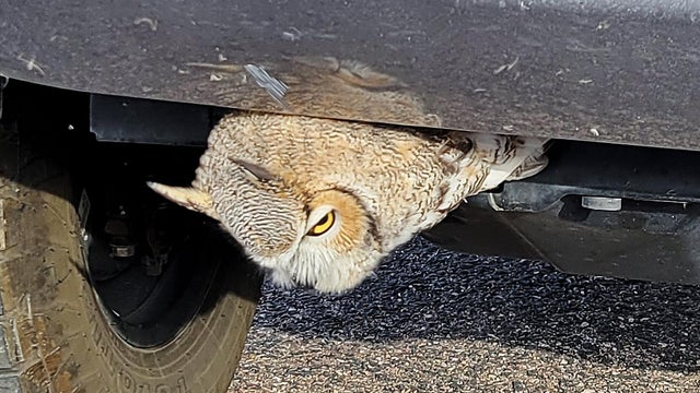 owl-truck-grill.jpg 