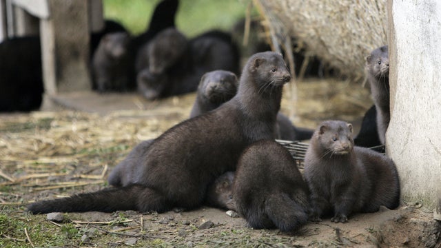 TO GO WITH AFP STORY BY MARTINE PAUWELS 