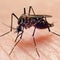Dengue fever case in Arizona may have been locally acquired, officials say