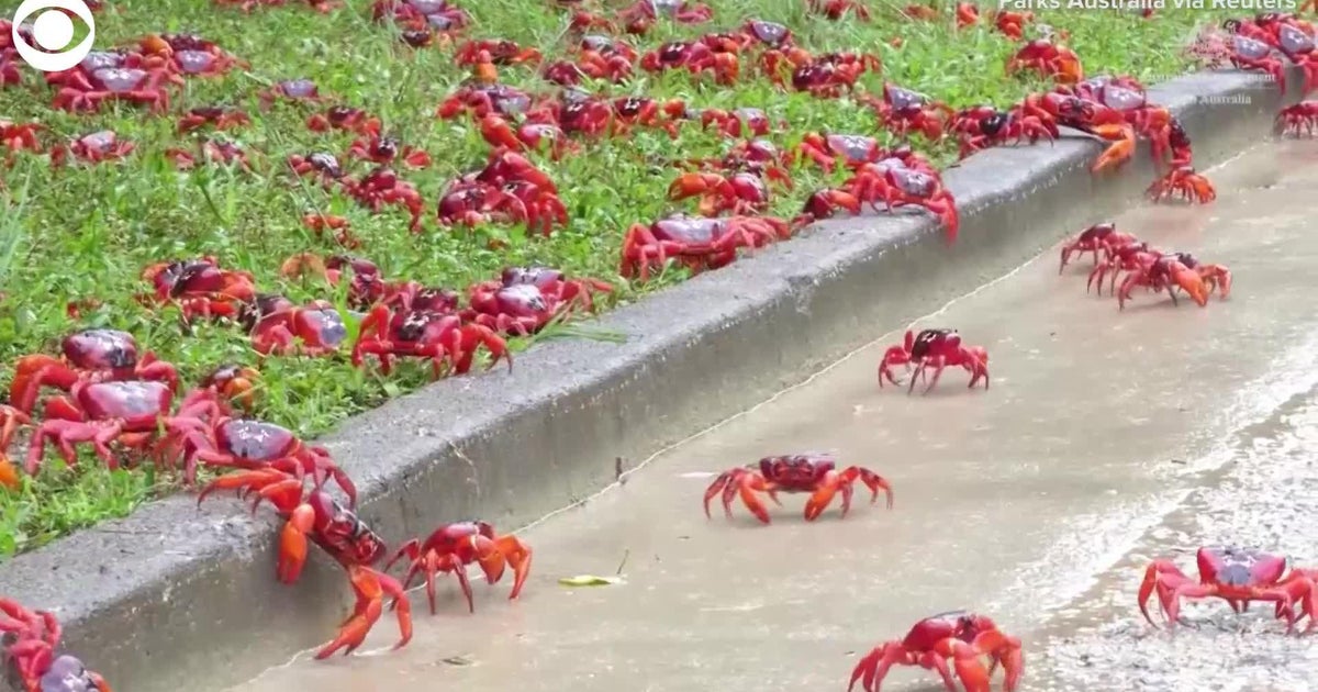 thousands-of-red-crabs-migrate-in-australia-cbs-detroit
