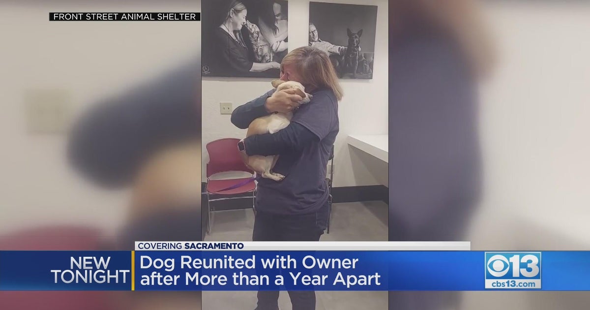 Dog reunited with owner after more than a year apart