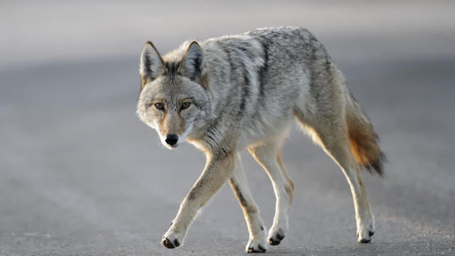 Coyote walking close 