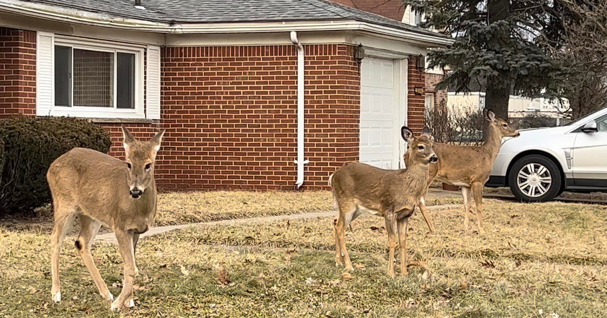 Deer population in Southfield causing major issues - CBS Detroit