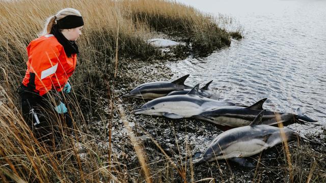 dolphins-3-credit-ifaw.jpg 