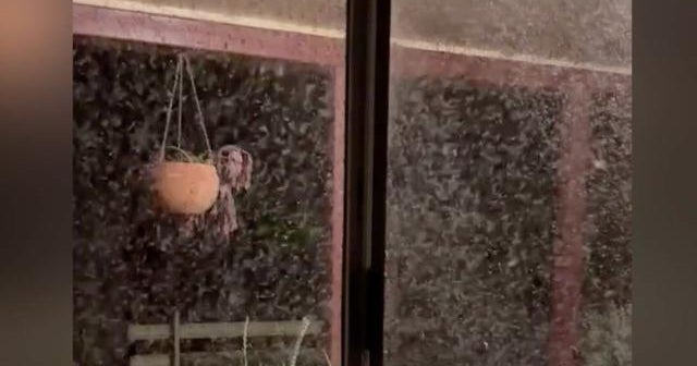 Mosquitoes swarm farmer's porch in Australia CBS News