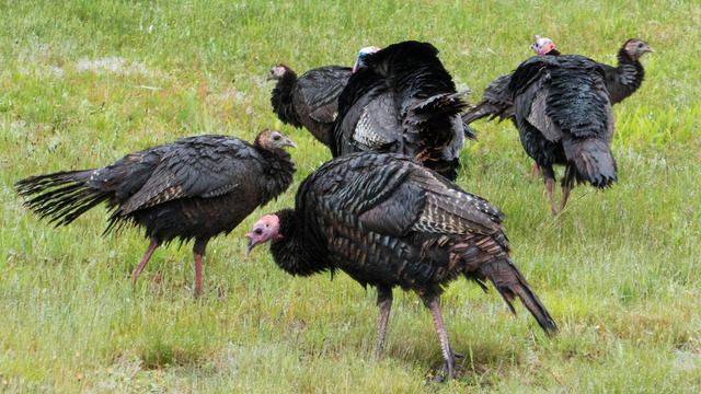 Wild turkeys Massachusetts 