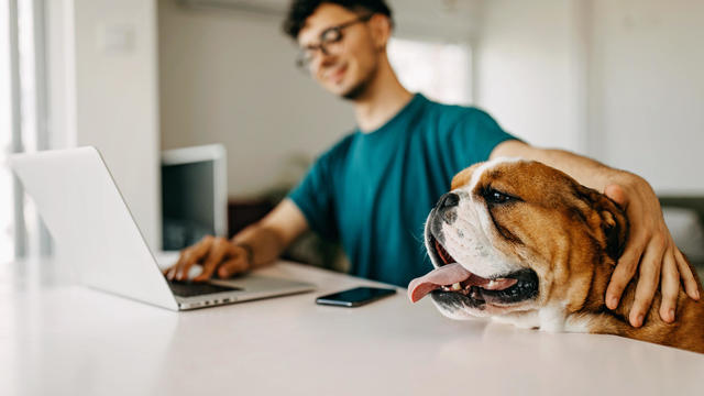 Young man working and playing with his dog 