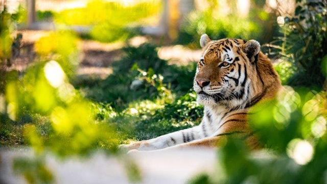yuri-tiger-denver-zoo.jpg 