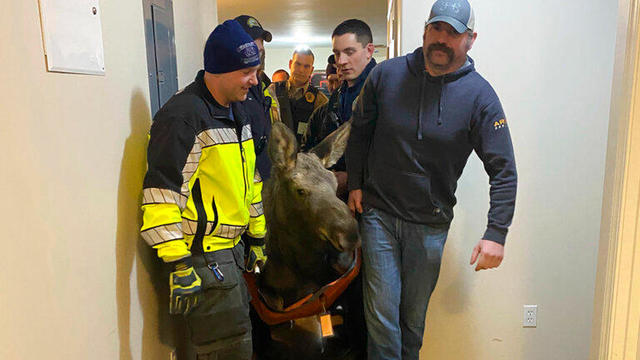 An Alaska home got a surprise visitor — a moose in the basement