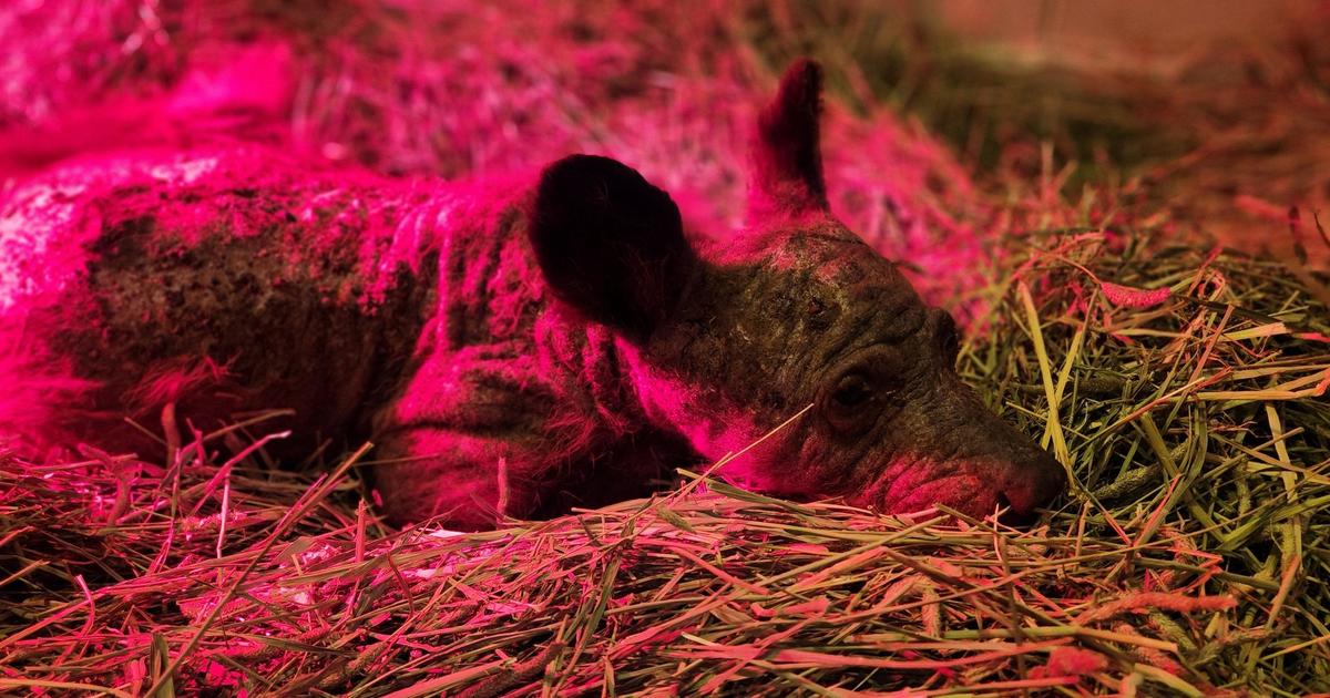 Oakland Zoo euthanizes bear found gravely ill in South Lake Tahoe - CBS