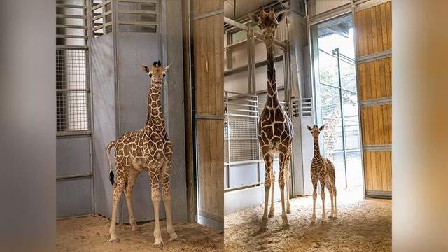 sherlock-and-watson-baby-giraffes-fort-worth-zoo.jpg 