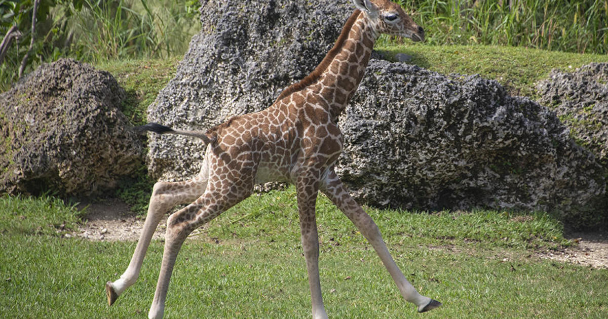 Newborn giraffe can make exhibit debut at Zoo Miami