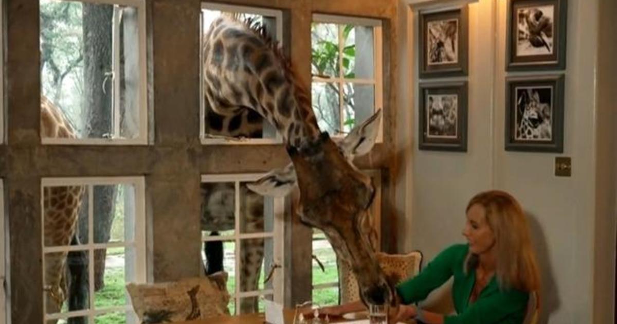 Kenyan resort aims to protect endangered giraffes