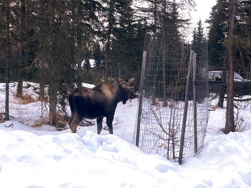 A moose took a tumble into an Alaska home's basement. Firefighters had ...