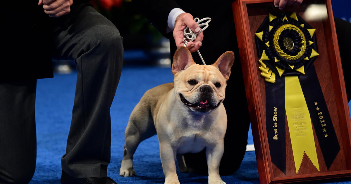 French bulldog named Winston wins best in show at the National Dog Show