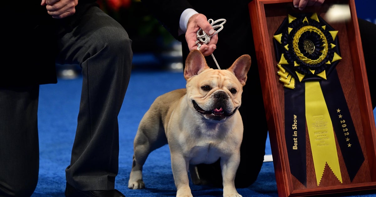 French bulldog named Winston wins best in show at the National Dog Show ...