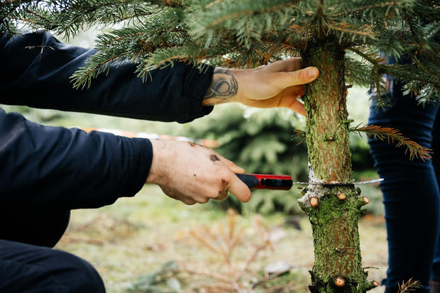 Young Man Cutting Down Pine Tree To Take Home For Christmas 
