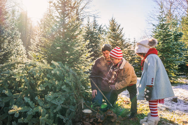 Young boy cutting down Christmas tree with father and sister 