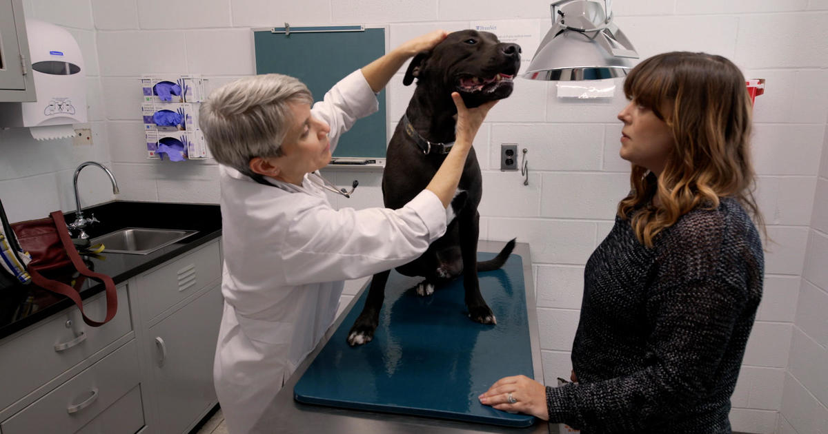 Dogs may hold key to treating cancer in humans – 60 Minutes