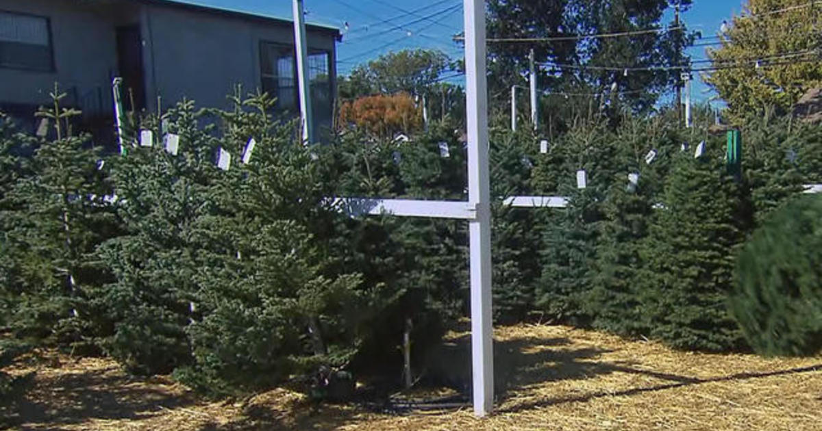 Consumers expected to pay more for Christmas trees this holiday season
