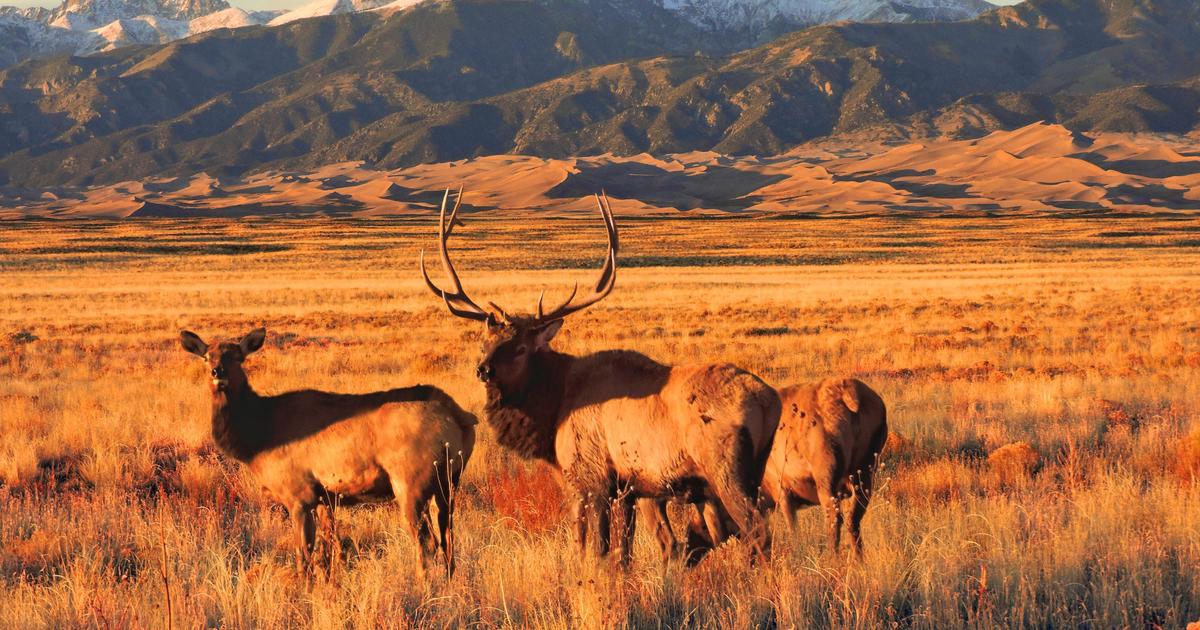 Volunteers enlisted to disperse Sand Dunes elk hiding from hunters