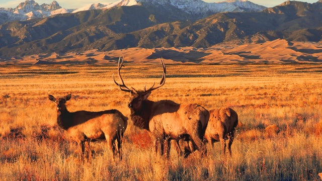 sand-dunes-elk-natl-park-service.jpg 