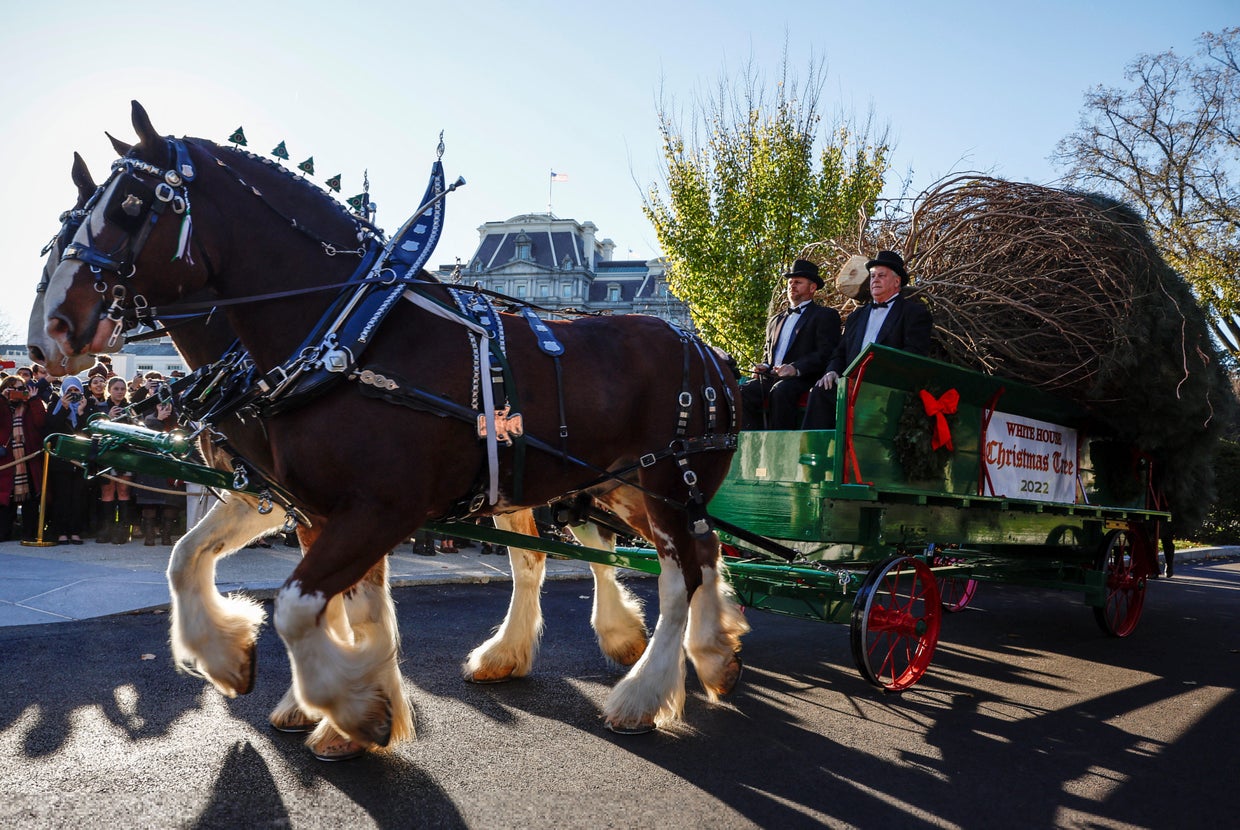 U.S. first lady Jill Biden receives the official 2022 White House Christmas Tree at the White House in Washington 