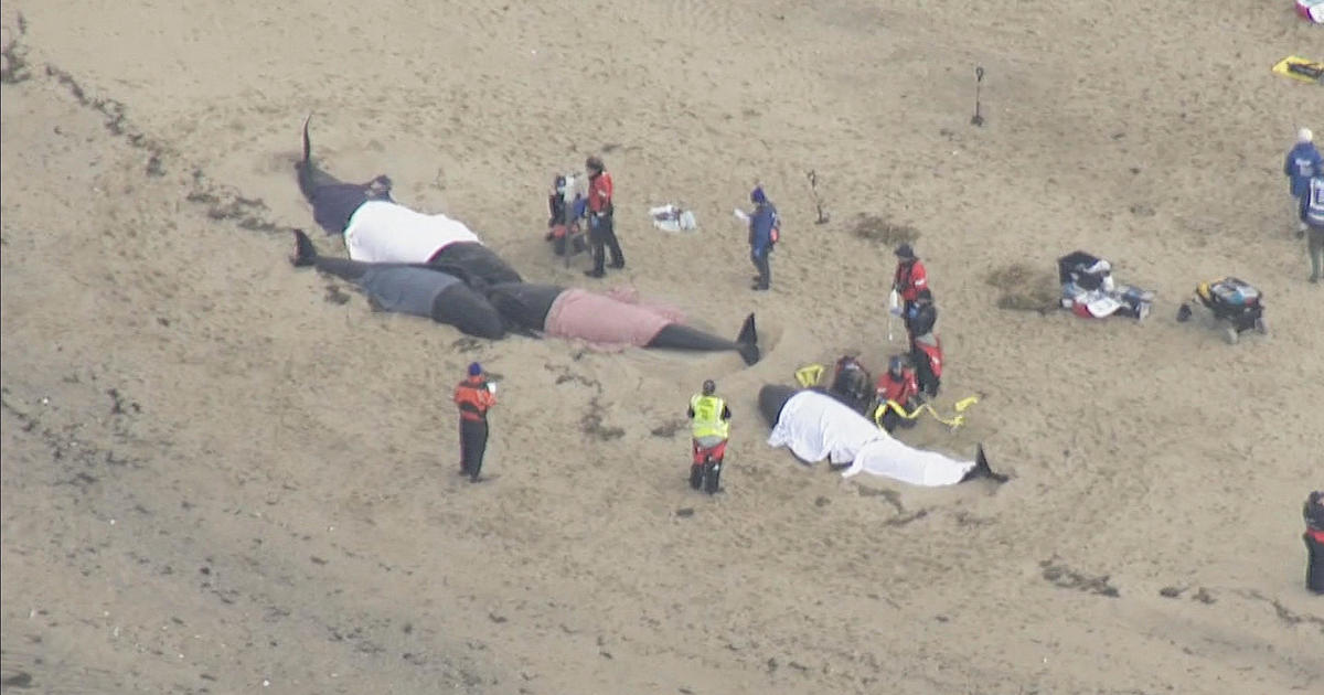 Rescuers attempt to save 5 pilot whales stranded on Massachusetts beach