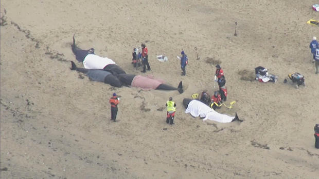 stranded-whales.jpg 