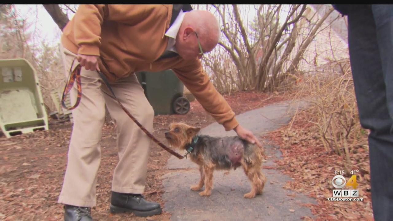 Fisher Cat Attacks Dog in Backyard in Centerville, Mass. – NBC Boston