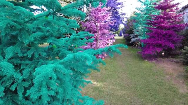 Teal- and purple-colored Christmas trees grow at a farm. 