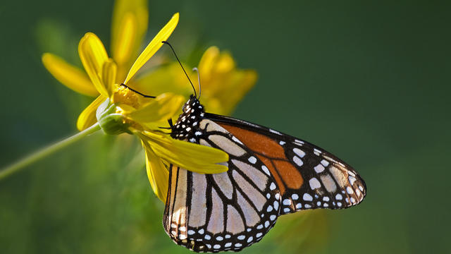 Monarch butterfly, Danaus plexippus, Pacific Grove, California 