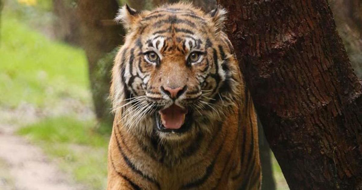 ‘Bulldozer within the development,’ cherished tiger ‘Manis’ dies at Dallas Zoo