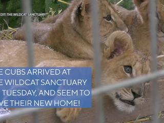 ifaw rescues big cat cubs from Ukraine