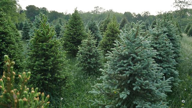 Christmas Tree Farm 