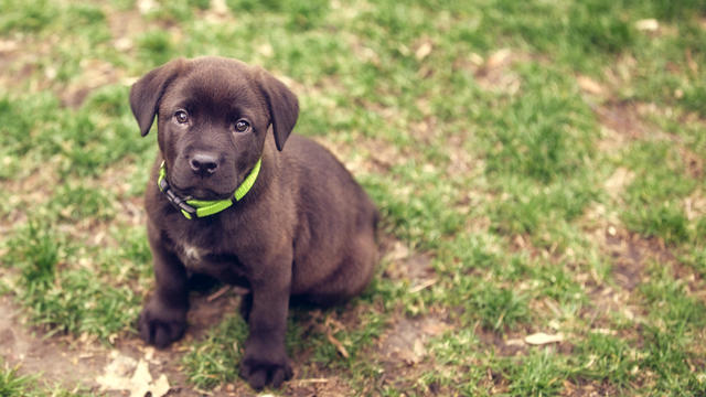 chocolate lab puppy 