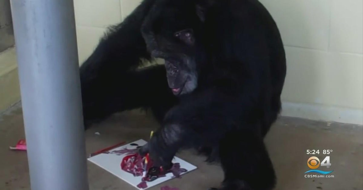 Monkeying around at Art Basel - CBS Miami