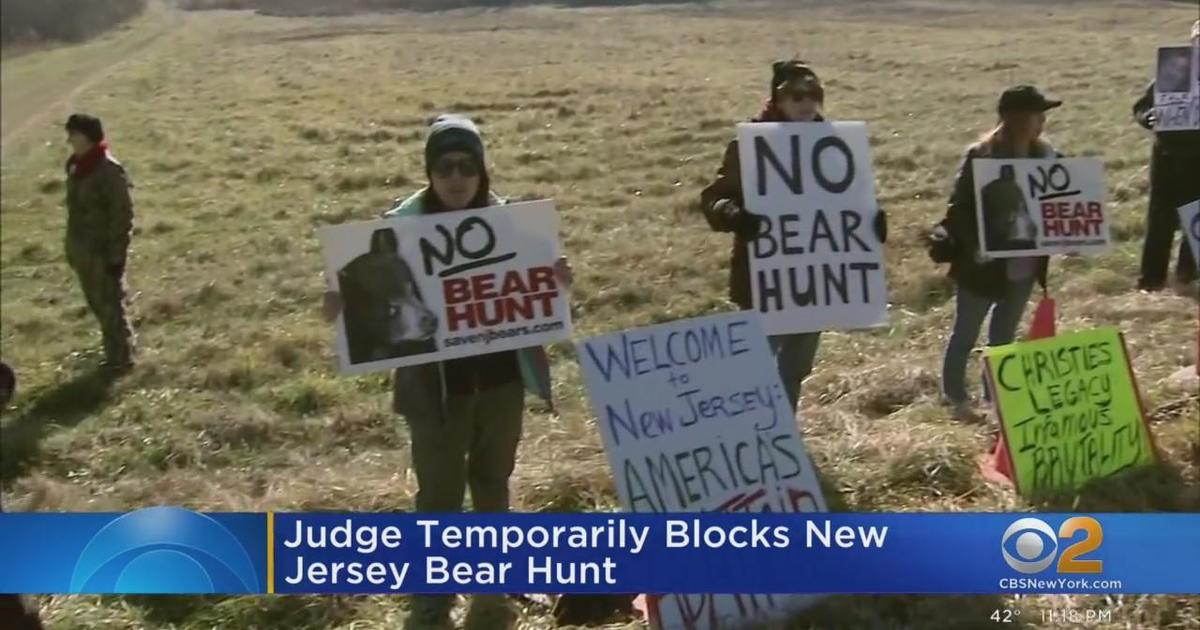 Judge temporarily blocks New Jersey bear hunt CBS New York