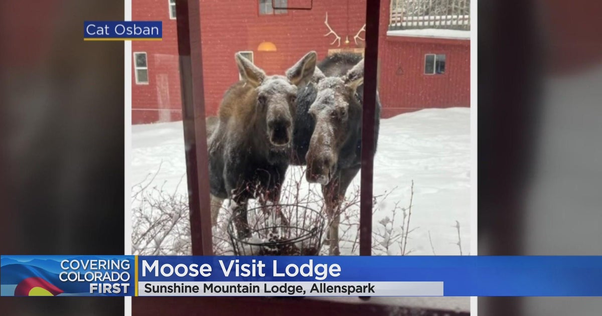 Moose visit lodge in Allenspark CBS Colorado