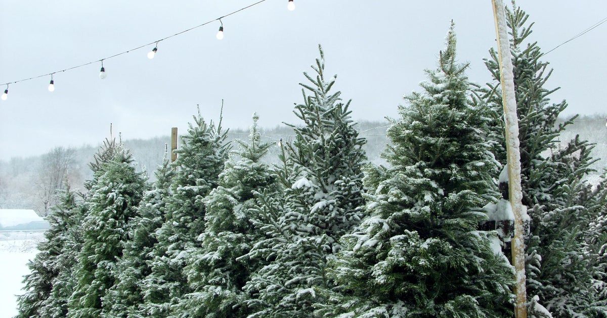 Real or fake Which type of tree is better for you and for the