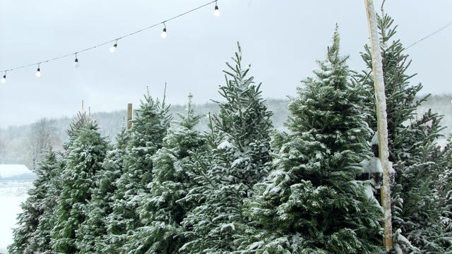 Snowy Christmas trees under outdoor fairy lights 