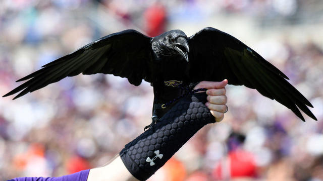 NFL: SEP 29 Browns at Ravens 