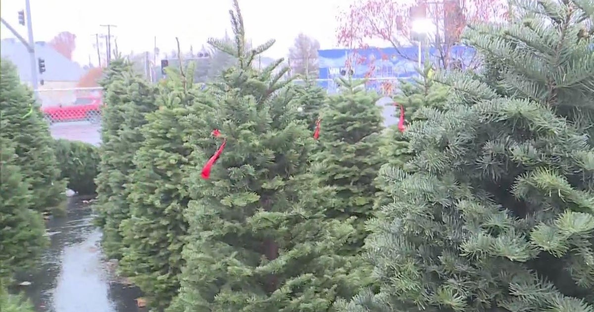 This Is How Much It Costs To Light Up Your Christmas Tree In 2022