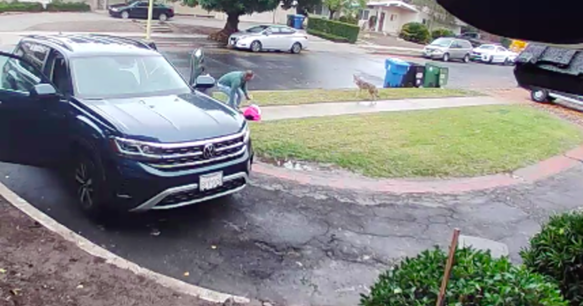 2-year-old girl attacked by coyote outside Los Angeles home