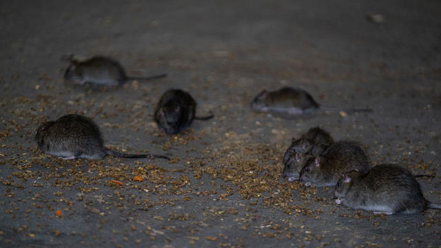 NYC Rat Sightings Higher Than Ever Before 
