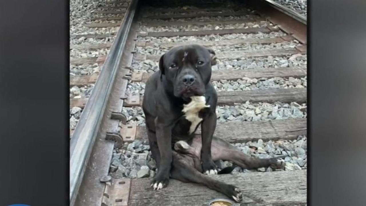 South Jersey-based dog named Dog of the Year by the ASPCA - CBS  Philadelphia